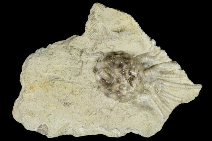 Fossil Crinoid (Rhodocrinites) - Iowa #114372